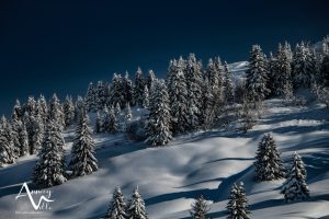 sapins après chute de neige ©M. Pitteloud