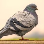 pigeon en gros plan