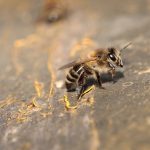 abeilles ruche