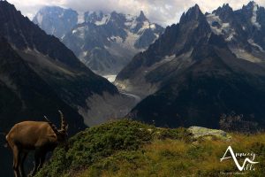 mer de glace bouquetin depuis cheserys © M. Pitteloud