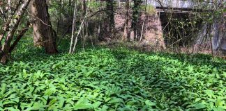 spot ail des ours forêt Annecy