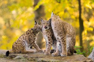 famille de trois lynx