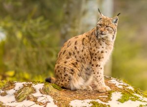 Que savez vous du Lynx en France, en Haute-Savoie et Savoie ?