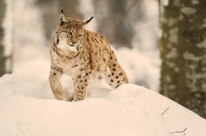 lynx dans la neige