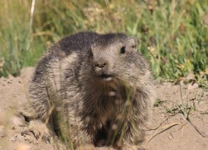 marmotte sur son trou en montagne ©M. Pitteloud