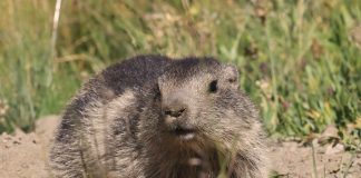 marmotte sur son trou en montagne ©M. Pitteloud