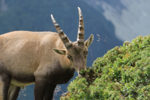 bouquetin qui mange en montagne ©M. Pitteloud