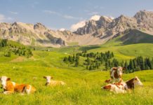 vaches dans des alpages de haute-savoie