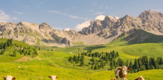 vaches dans des alpages de haute-savoie