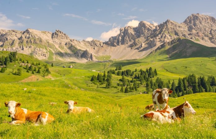 vaches dans des alpages de haute-savoie