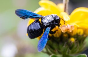 abeille bleue sur fleur jaune