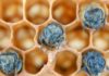 abeilles bleues annecy