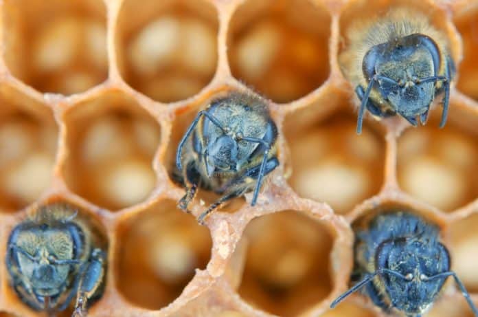 abeilles bleues annecy