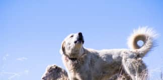 Chien de protection avec mouton haute-savoie