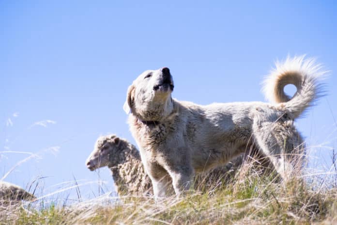 Chien de protection avec mouton haute-savoie