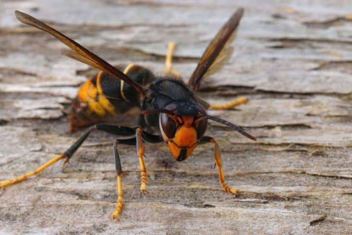 Frelon asiatique implanté Annecy haute-savoie