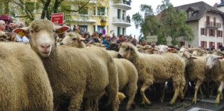 descente des alpages annecy