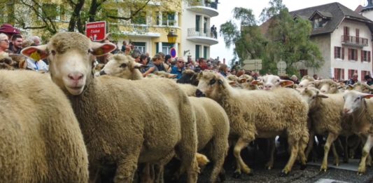 descente des alpages annecy