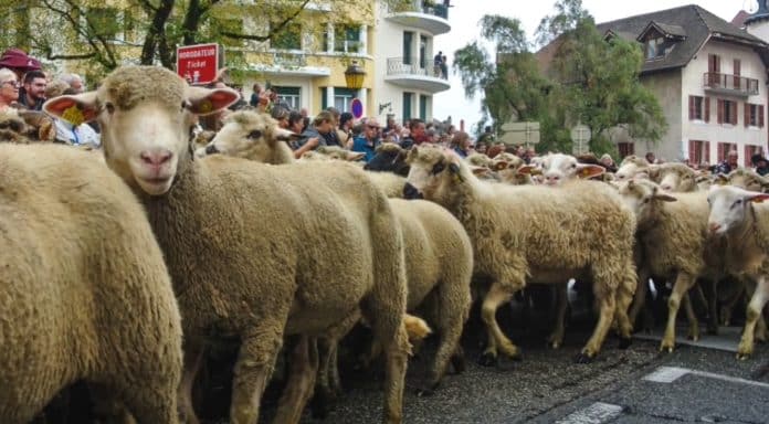 descente des alpages annecy