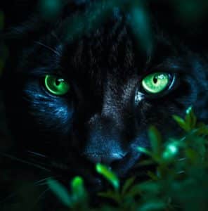 chat noir légende dent du chat