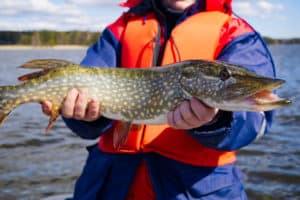 Brochet lac Annecy pêche