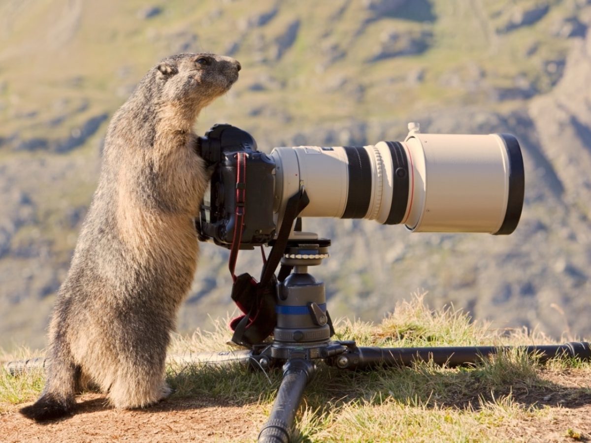 Le saviez-vous : 5 anecdotes croustillantes sur les marmottes de  Haute-Savoie