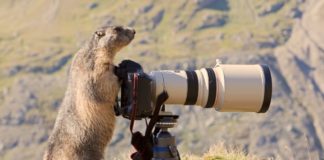 marmotte avec appareil photo