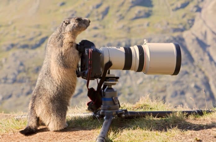 marmotte avec appareil photo