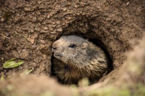 marmotte qui sort de son terrier