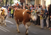 descente des alpages Annecy