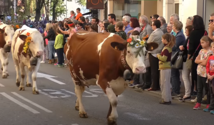 descente des alpages Annecy