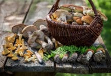 Coins à champignons Annecy