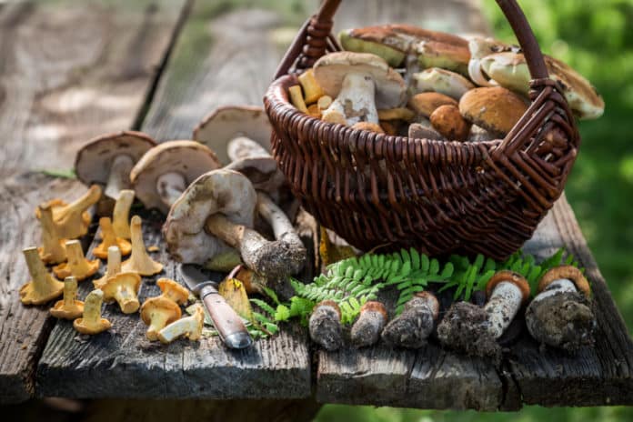 Coins à champignons Annecy