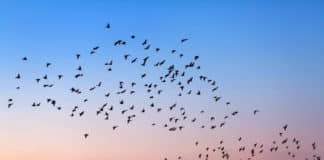 Oiseaux migrateurs