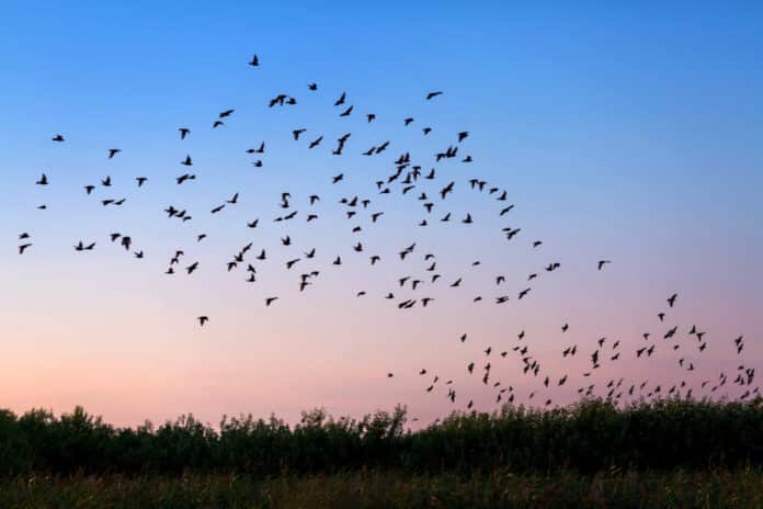 Oiseaux migrateurs