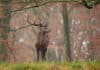 Brame du cerf haute savoie