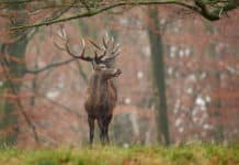 Brame du cerf haute savoie