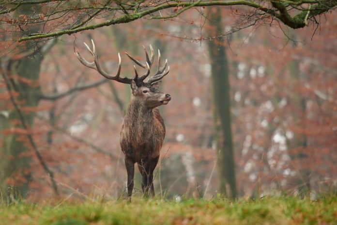 Brame du cerf haute savoie