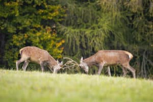 Cerfs rouges se battent saison des ruts