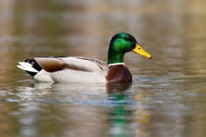 Canard col vert