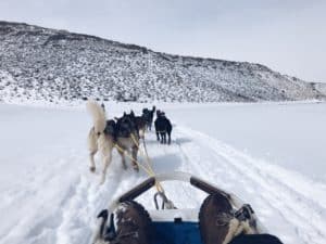 Chien de traineau Avoriaz