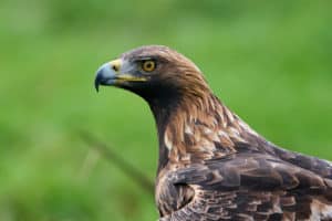 Aigle Haute-Savoie