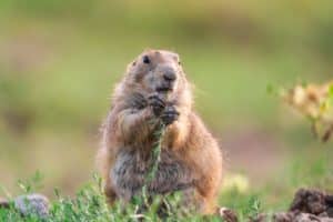 Marmottes Haute-Savoie