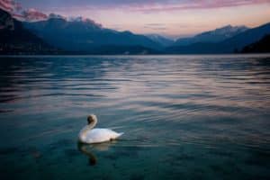 Cygne Lac d'Annecy