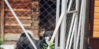 Installer un enclos pour chien dans son jardin