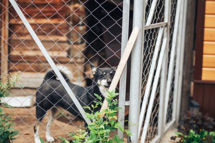 Installer un enclos pour chien dans son jardin