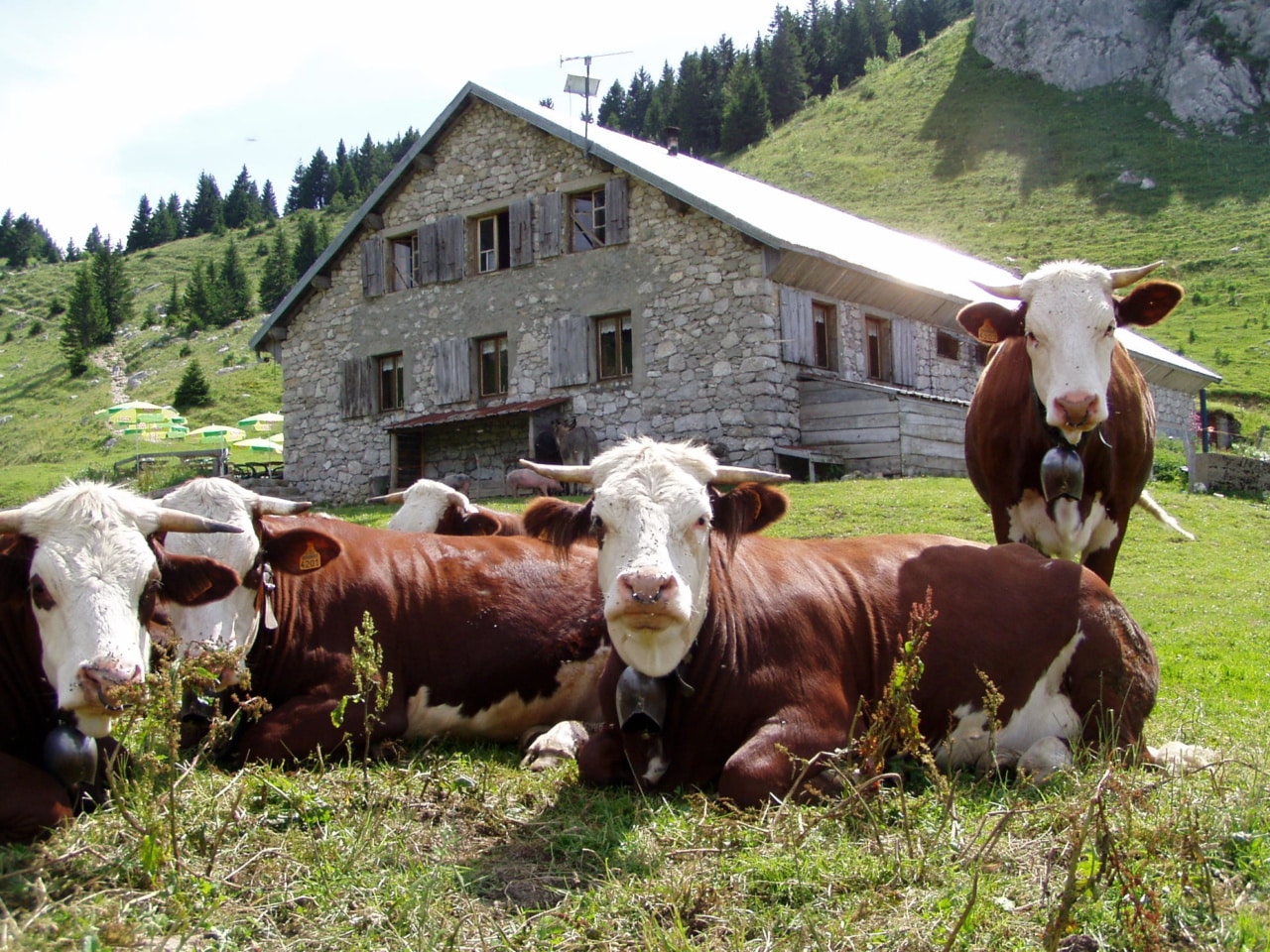 Manger à la Ferme en Haute-Savoie