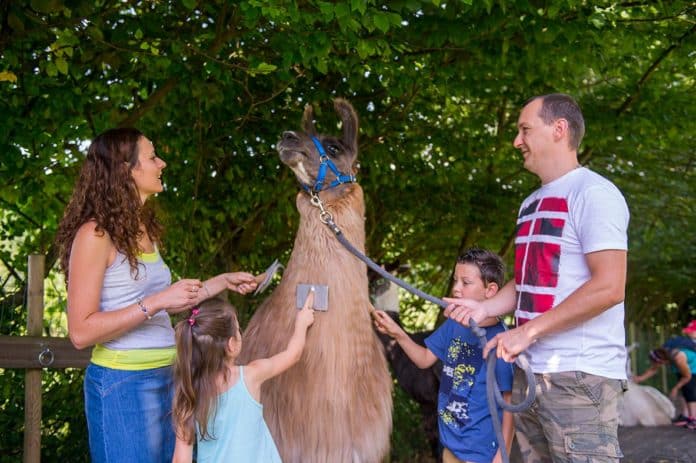 Les Lamas de Salagine Annecy