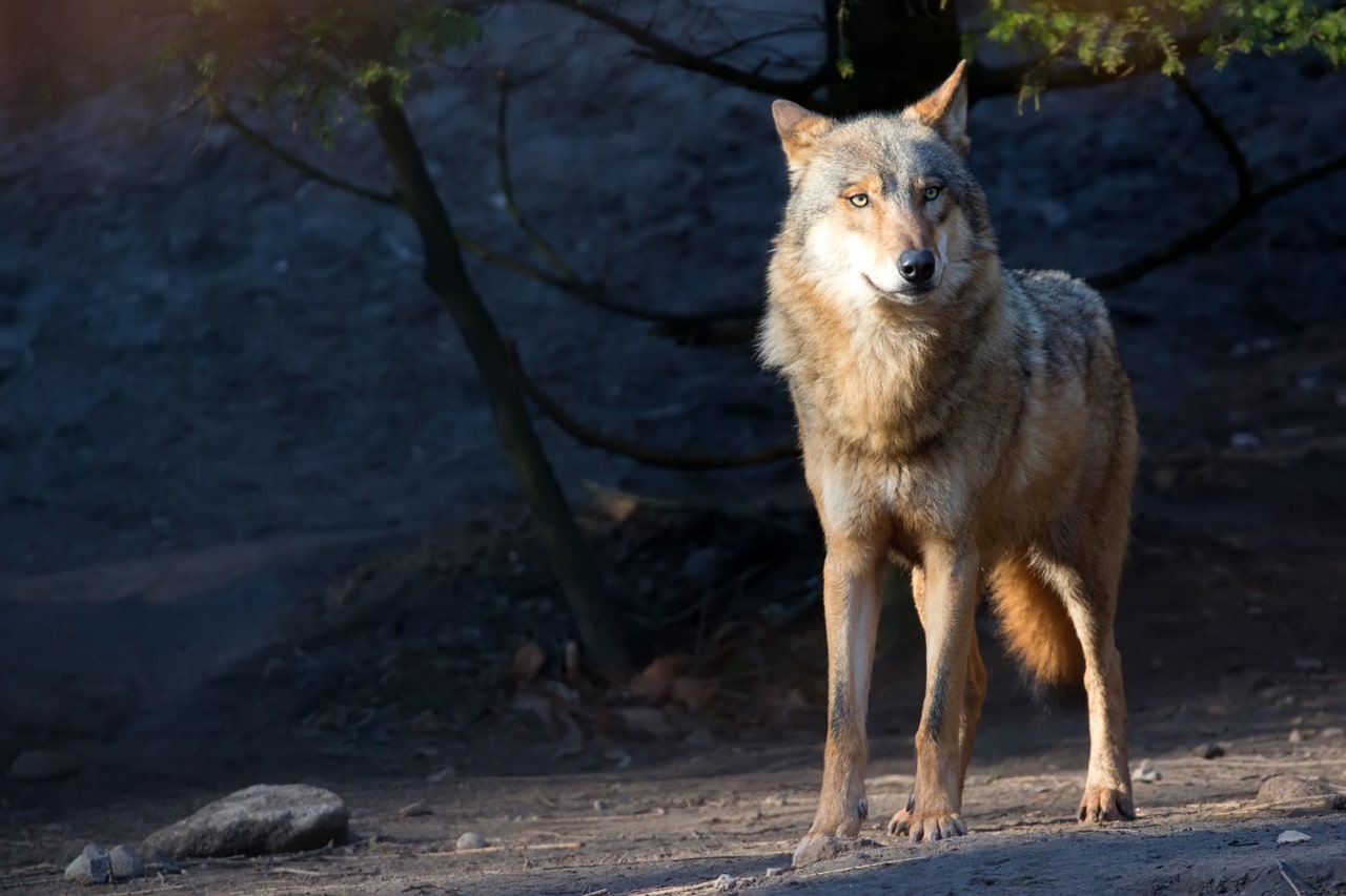 Que faire si on croise un loup