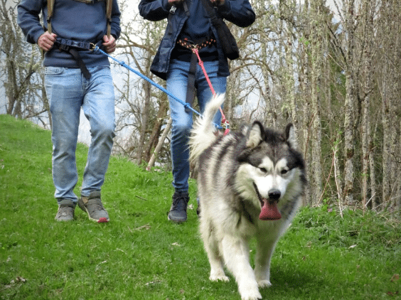 Cani-rando activités en Haute-Savoie
